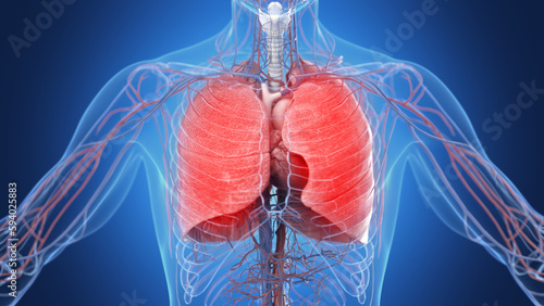 3d medical illustration of a man's inflamed lungs photo