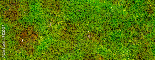 beautiful moss for banner background
