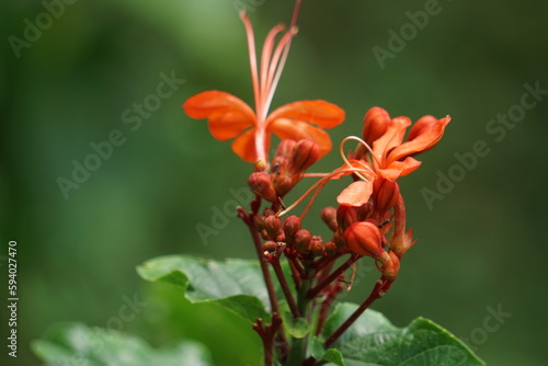 Clerodendrum speciosissimum (Also called bunga merah, kemena-mena, java glory bower, shrub tree) in nature. It is cultivated as an ornamental plant, in particular for its bright red flowers. photo