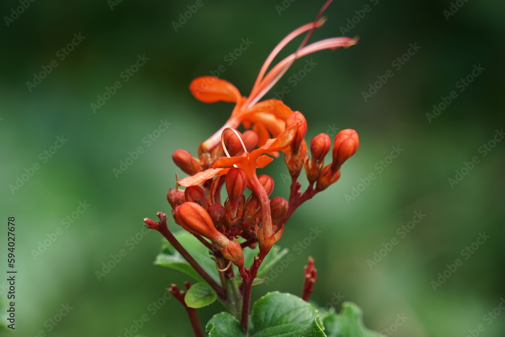 Clerodendrum speciosissimum (Also called bunga merah, kemena-mena, java glory bower, shrub tree) in nature. It is cultivated as an ornamental plant, in particular for its bright red flowers. Clerodendrum speciosissimum (Also called bunga merah, kemena-mena, java glory bower, shrub tree) in nature. It is cultivated as an ornamental plant, in particular for its bright red flowers.