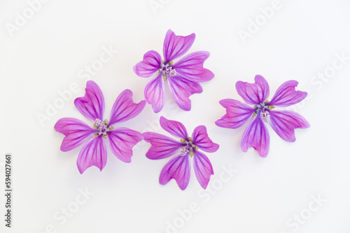 Flowers and leaves on a white background