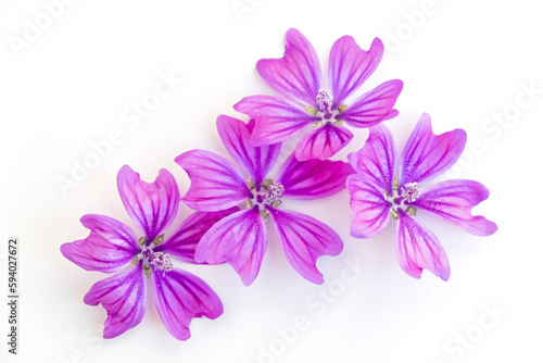 Flowers and leaves on a white background
