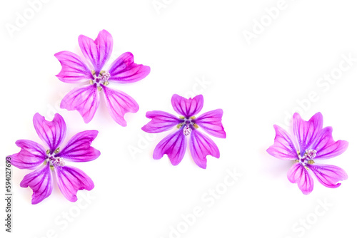 Flowers and leaves on a white background