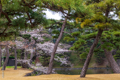 Beautiful Sakura and Pine Trees in the Kokyo Gaien (Imperial Palace Outer Garden) in Tokyo, Japan photo