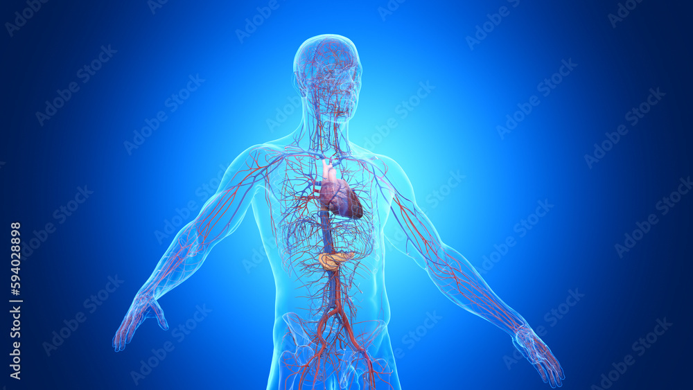 3d rendered illustration of a man's pancreas and cardiovascular system 3d rendered illustration of a man's pancreas and cardiovascular system
