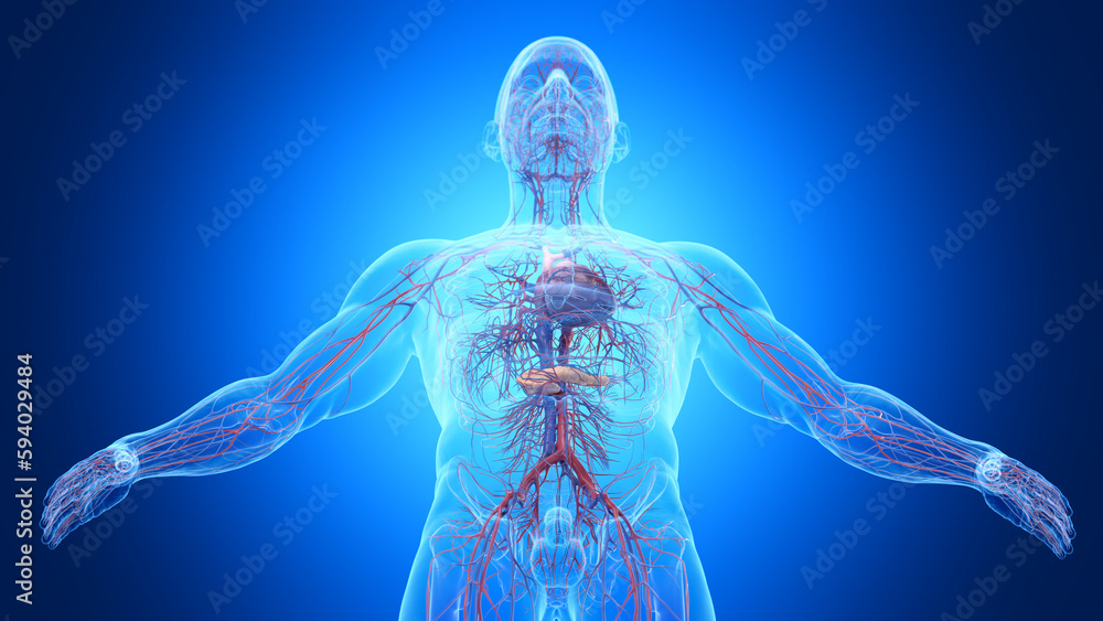 3d rendered illustration of a man's pancreas and cardiovascular system 3d rendered illustration of a man's pancreas and cardiovascular system