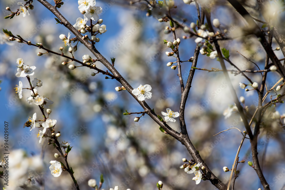 Wonderful flowers in spring. Blossomed fruit. Wonderful flowers in spring. Blossomed fruit.