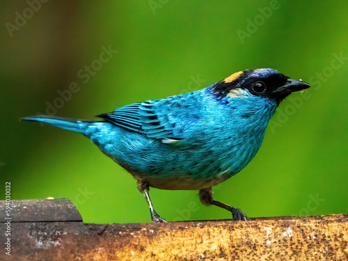 Blue Tanager