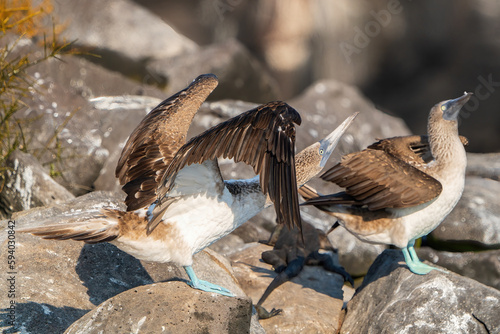 Galapagos Bluefooted Booby photo