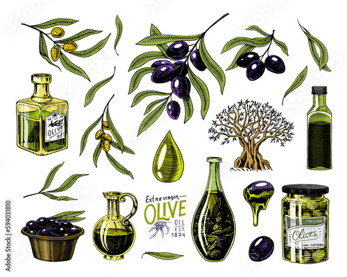 Olive oil and branch of trees. Organic vegetarian product in bottle. Green plant for healthy diet. Engraved hand drawn in old vintage sketch. Vector illustration.