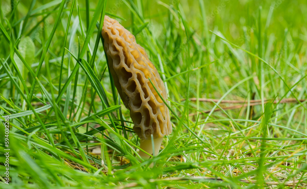 mushroom morels in the grass for the background mushroom morels in the grass for the background