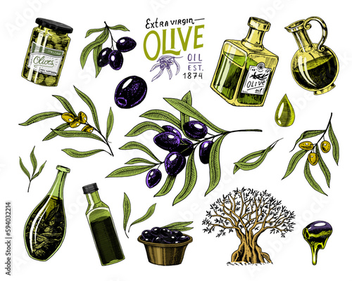 Olive oil and branch of trees. Organic vegetarian product in bottle. Green plant for healthy diet. Engraved hand drawn in old vintage sketch. Vector illustration.