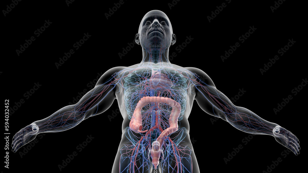 3d illustration of a man's colon and cardiovascular system 3d illustration of a man's colon and cardiovascular system