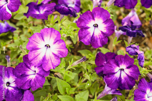 winter park orlando florida park avenue Petunia is genus of 20 species of flowering plants of South American origin. The popular flower of the same name derived its epithet from the French, which took photo