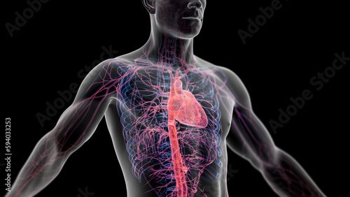 Wallpaper Mural 3d illustration of a man's cardiovascular system Torontodigital.ca