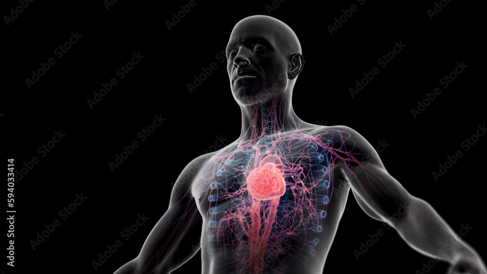 3d illustration of a man's cardiovascular system 3d illustration of a man's cardiovascular system