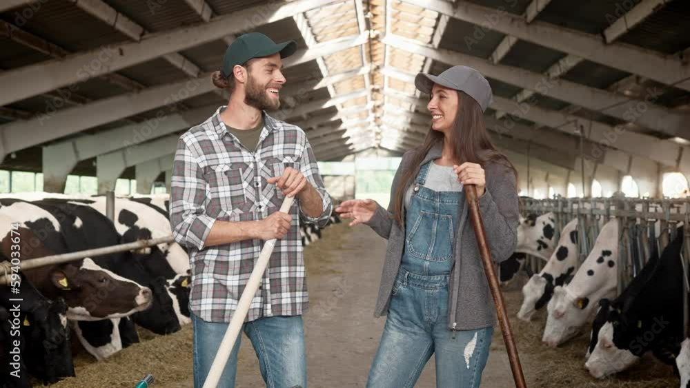 Attractive Caucasian people positively communicating and laughing in barn. Young workers standing in shed with many cattle. In background cows chewing hay. Concept of farm business. Attractive Caucasian people positively communicating and laughing in barn. Young workers standing in shed with many cattle. In background cows chewing hay. Concept of farm business.