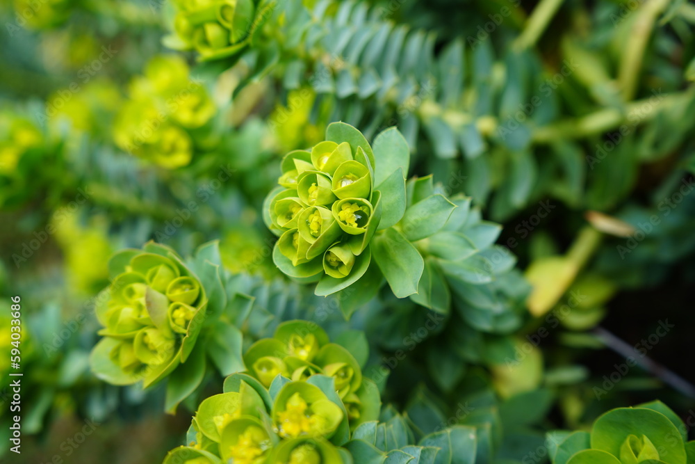 トウダイグサ ユーフォルビア 花 花壇 灯台草 多肉植物 スパージ トウダイグサ ユーフォルビア 花 花壇 灯台草 多肉植物 スパージ
