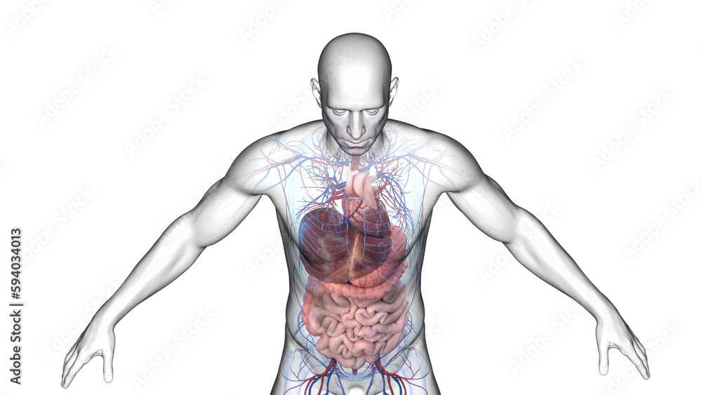 3d illustration of a man's cardiovascular and digestive system