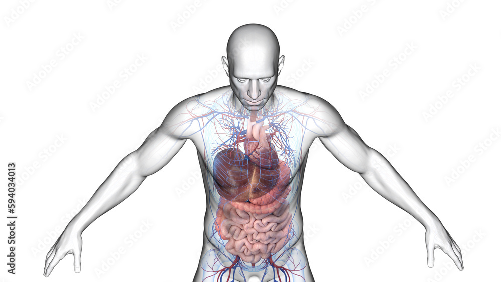 3d illustration of a man's cardiovascular and digestive system 3d illustration of a man's cardiovascular and digestive system