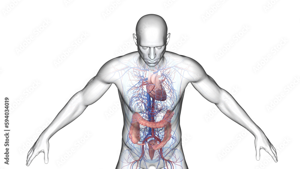 3d illustration of a man's colon and cardiovascular system