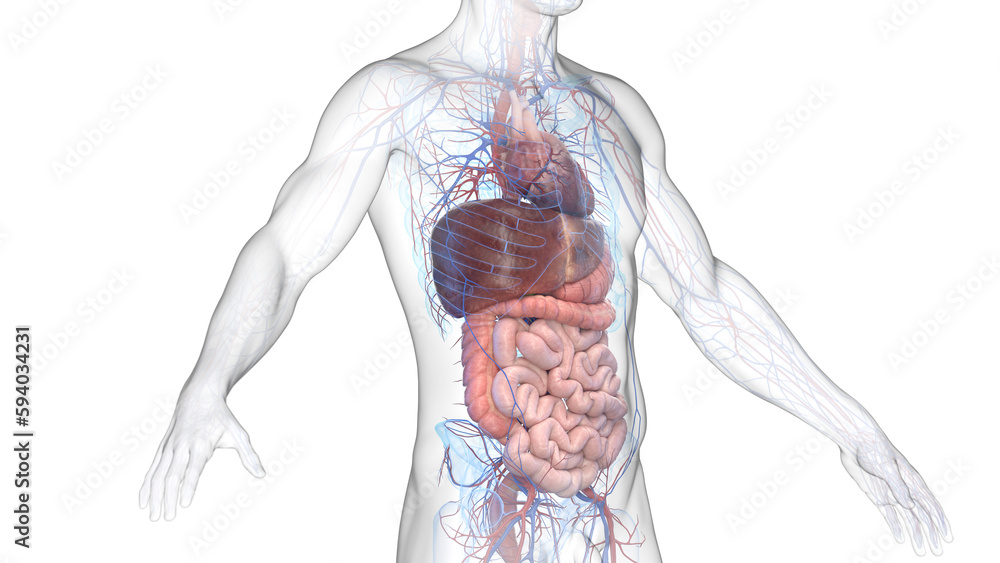 3d illustration of a man's cardiovascular and digestive system 3d illustration of a man's cardiovascular and digestive system