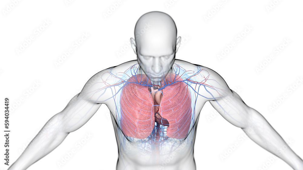 3d illustration of a man's cardiopulmonary system