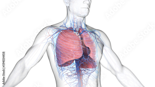 3d illustration of a man's cardiopulmonary system photo