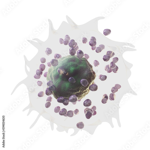 3d illustration of a mast cell photo