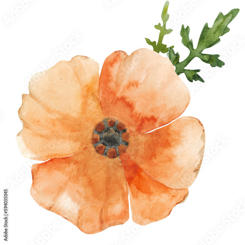 Watercolor vintage illustration with orange poppies isolated on white background. Hand drawn California Poppies Print, California State Flower. Floral design photo