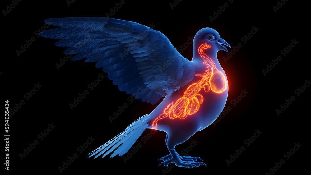 3d illustration of a pigeon's internal organs 3d illustration of a pigeon's internal organs