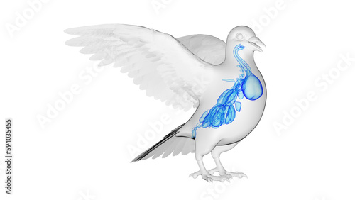 3d illustration of a pigeon's internal organs © Sebastian Kaulitzki