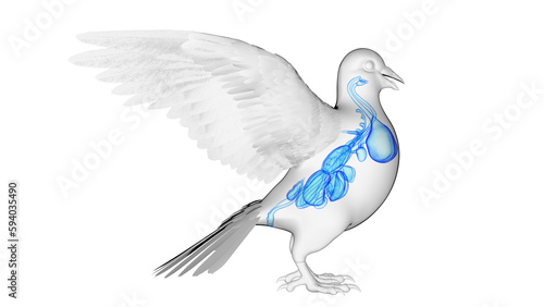 3d illustration of a pigeon's internal organs © Sebastian Kaulitzki