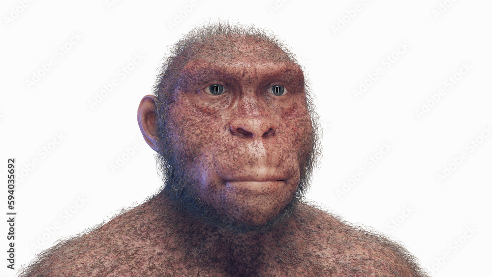 3d illustration of Australopithecus afarensis female Stock Illustration ...