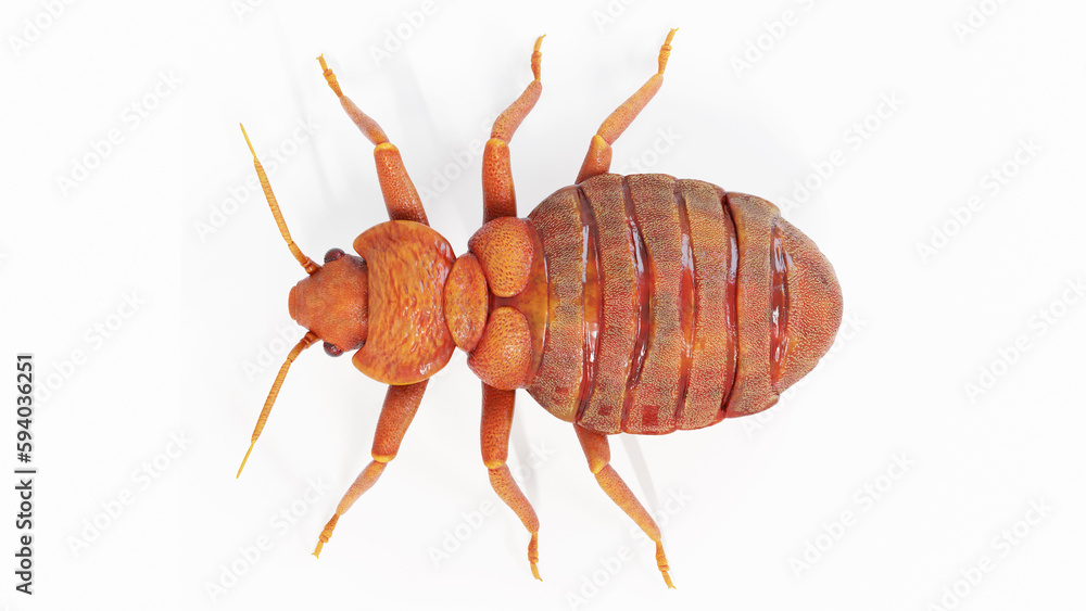 Obraz premium 3d illustration of a bedbug