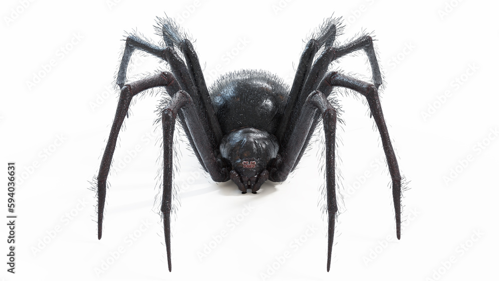 3d illustration of a black widow