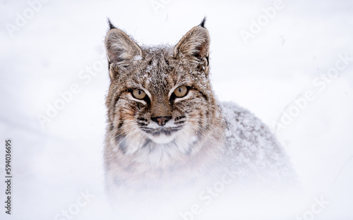 Bobcat in the winter