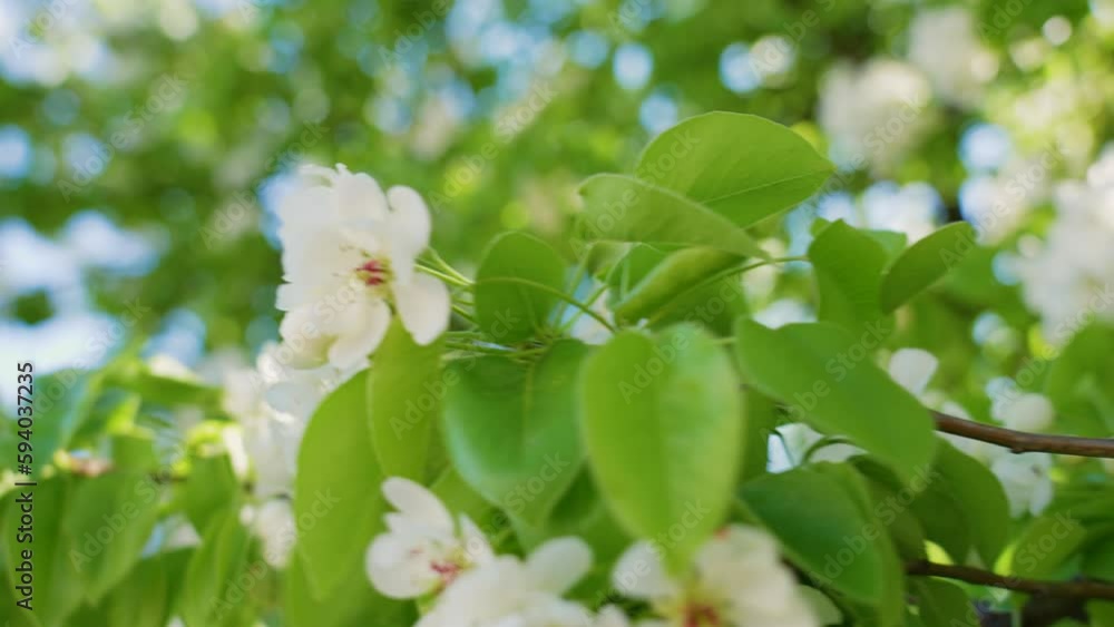 Closeup view slow motion 4k video of beautiful fresh spring fruit trees blooming with delicate white flowers. Branches isolated on sunny sunset sky background and defocused trees bokeh background Closeup view slow motion 4k video of beautiful fresh spring fruit trees blooming with delicate white flowers. Branches isolated on sunny sunset sky background and defocused trees bokeh background