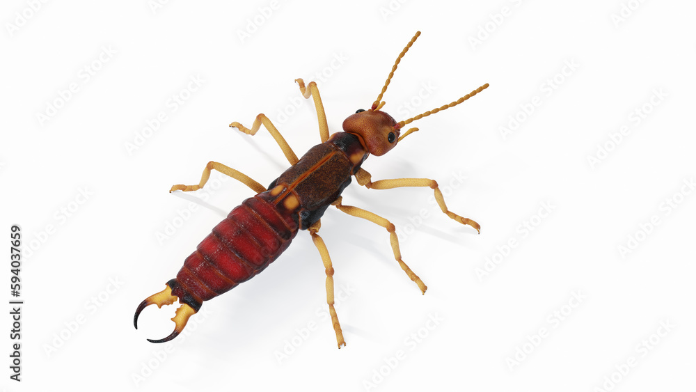 3d illustration of an earwig 3d illustration of an earwig