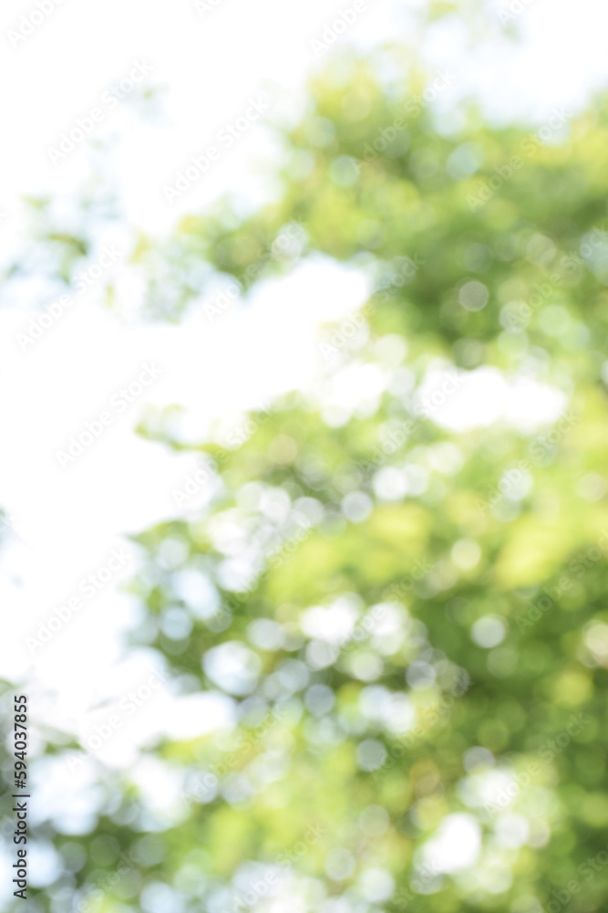 The blurred green of the leaves of trees in the sunlight and glare. Green blur nature background.Landscape of trees park