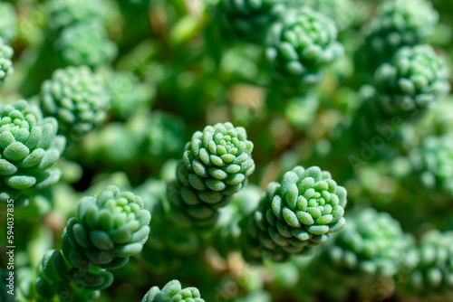 Close up of Corsican stonecrop | Sedum dasyphyllum
