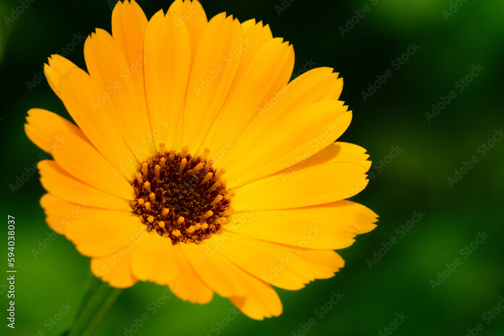 Calendula officinalis - Pot marigold - medicinal plant on a green clean background Calendula officinalis - Pot marigold - medicinal plant on a green clean background