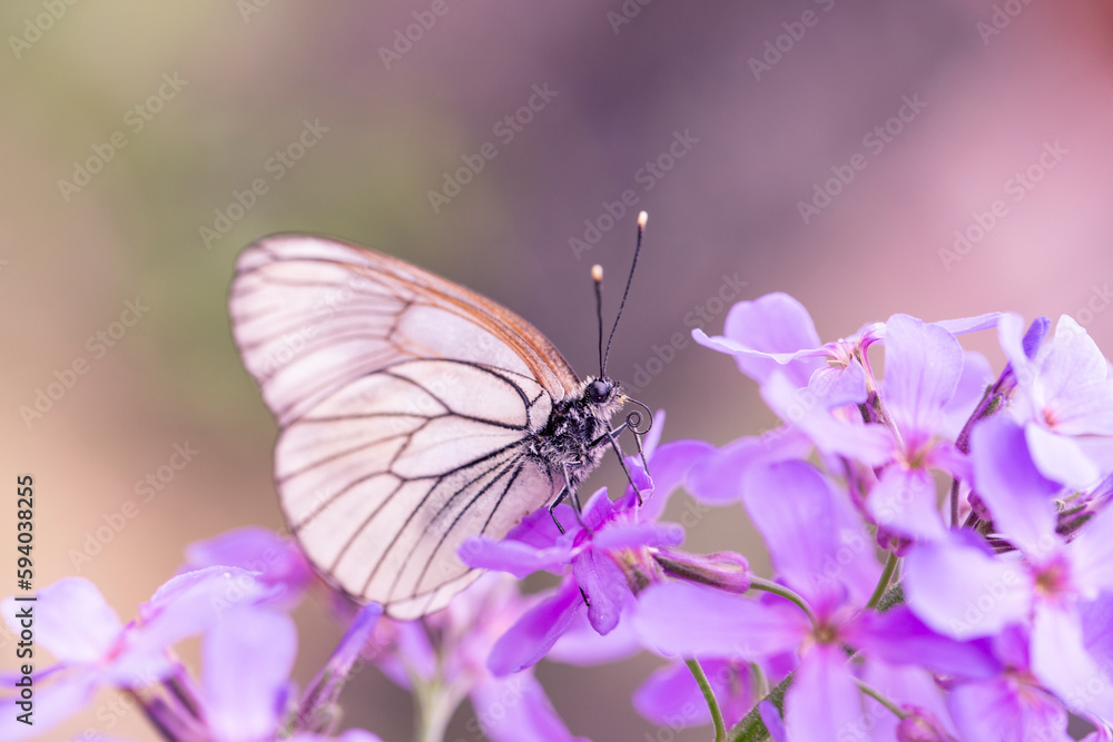 Butterflies Aporia crataegi on flowers in the garden. Insects, plant pests. Butterflies Aporia crataegi on flowers in the garden. Insects, plant pests.