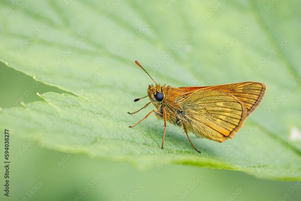 Orange shaggy moth on green leaves in a summer garden. Orange shaggy moth on green leaves in a summer garden.