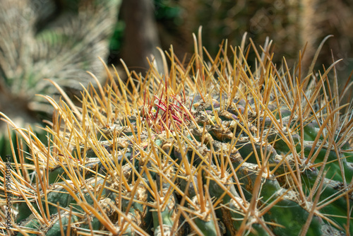 Thorns of Spherical cactus | Ferocactus emoryi photo