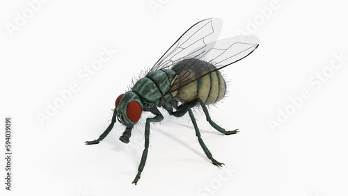 3d illustration of a housefly