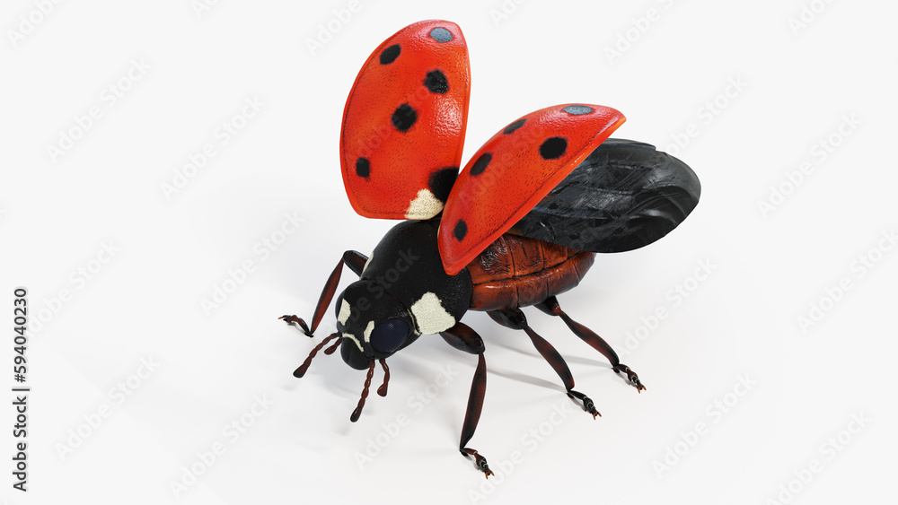 Fototapeta premium 3d illustration of a ladybug