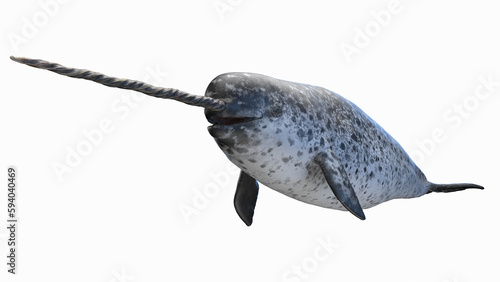3d illustration of a narwhal photo