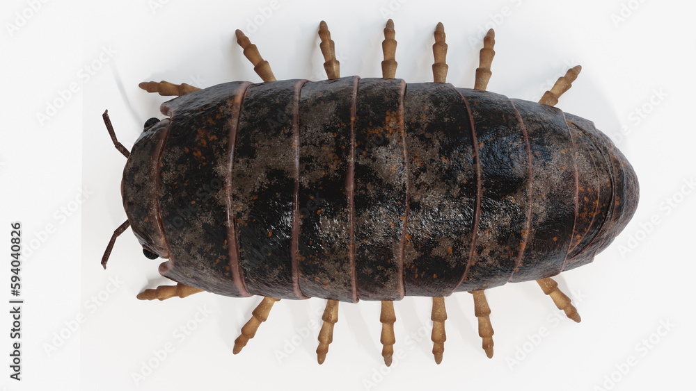 3d illustration of a pill bug 3d illustration of a pill bug
