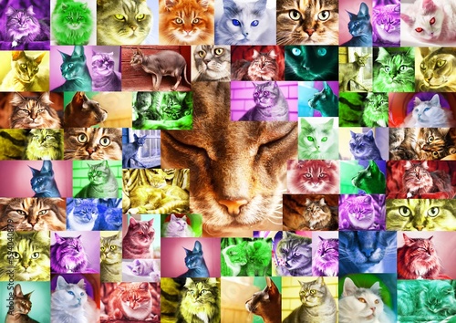A frame of many photos of cats toned in different colors, in the center is a portrait of a Sphynx cat with closed eyes. Collage of photos of cat portraits.